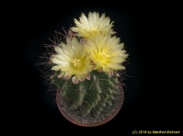 Ferocactus hamatacanthus 949